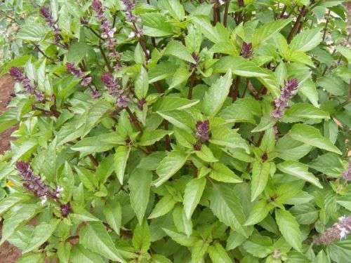 BASIL SEEDS CINNAMON BASIL - 50 BASIL SEEDS