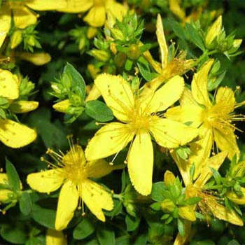 ST JOHN'S WORT - HYPERICUM PERFORATUM - 50 SEEDS