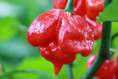 CHILLI SEEDS TRINIDAD BUTCH - 5 CHILLI SEEDS