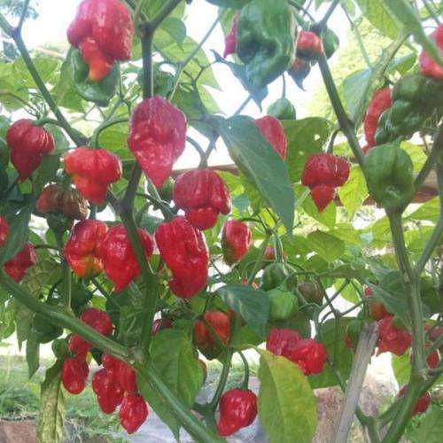 CHILLI SEEDS TRINIDAD BUTCH - 5 CHILLI SEEDS