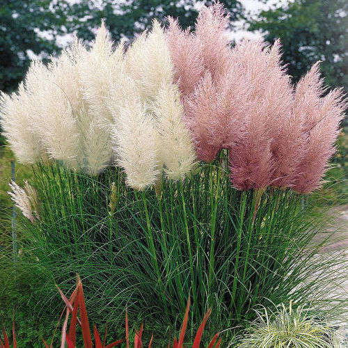 PAMPAS GRASS SEEDS MIX - 20 GRASS SEEDS