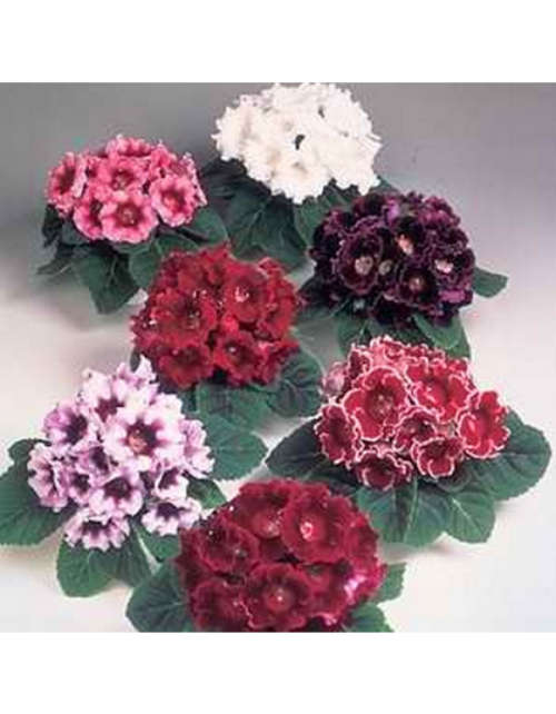 GLOXINIA AVANTI MIX - 10 GLOXINIA SEEDS