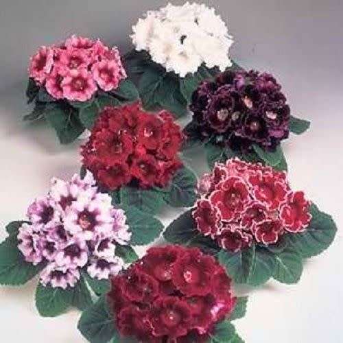 GLOXINIA AVANTI MIX - 10 GLOXINIA SEEDS