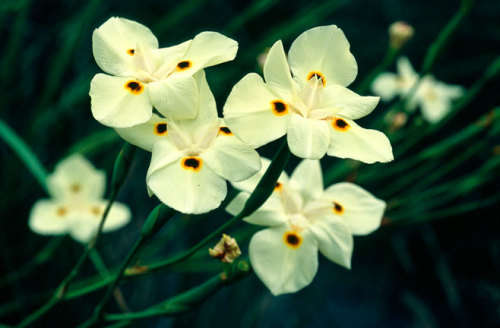 Dietes Seeds Bicolour - 10 Indigenous Seeds