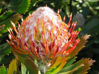 PROTEA SEEDS OUTENIQUA PINCUSHION - 5 PROTEA SEEDS