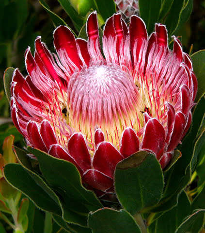 PROTEA SEEDS OBTUSIFOLIA - 5 PROTEA SEEDS