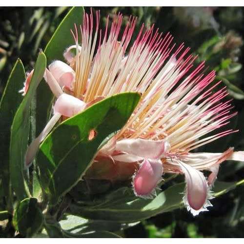 PROTEA SEEDS SUBVESTITA - 5 PROTEA SEEDS