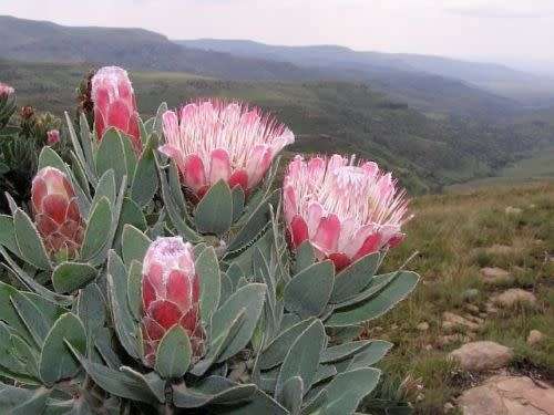 PROTEA SEEDS SUBVESTITA - 5 PROTEA SEEDS