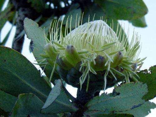 PROTEA SEEDS NITIDA WAGON TREE -5 PROTEA SEEDS