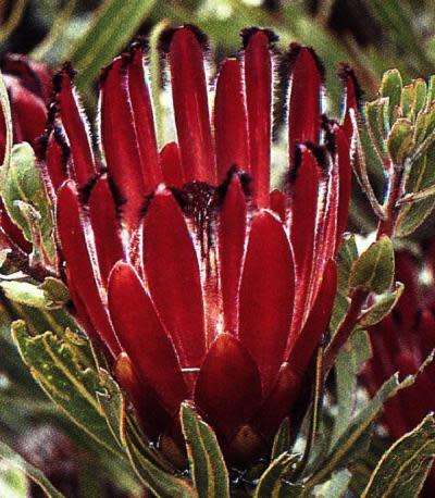 PROTEA SEEDS BURCHELLII SUGARBUSH - 5 PROTEA SEEDS