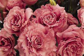 LISIANTHUS SEEDS ABC ROSE  10 LISIANTHUS SEEDS