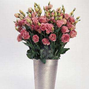 LISIANTHUS SEEDS ABC ROSE  10 LISIANTHUS SEEDS