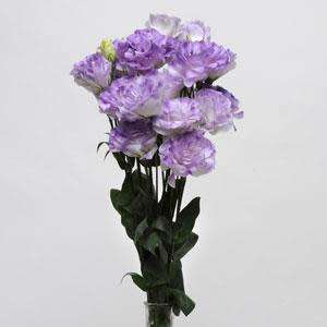 LISIANTHUS SEEDS ABC BLUE  10 LISIANTHUS SEEDS