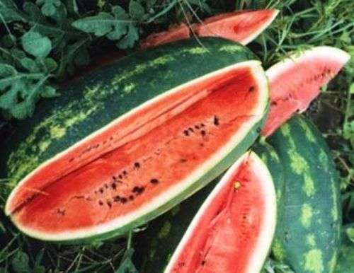 WATERMELON SEEDS CONGO HEIRLOOM - 20 WATERMELON SEEDS