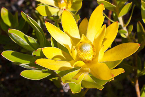 Protea Seeds Leucadendron Laureolum - 5 Protea Seeds