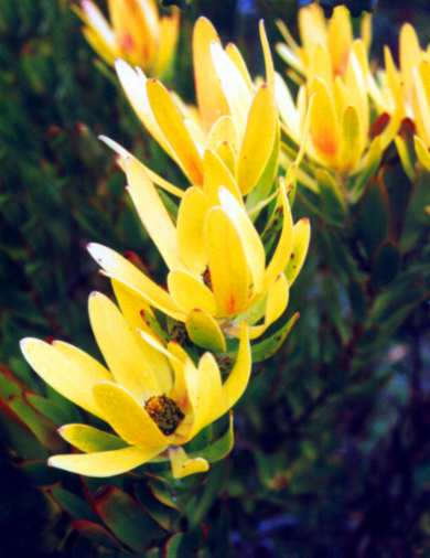 Protea Seeds Leucadendron Laureolum - 5 Protea Seeds