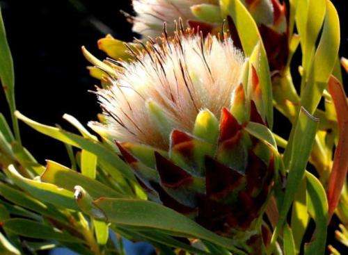 PROTEA SEEDS LEUCADENDRON RUBRUM - 5 PROTEA SEEDS