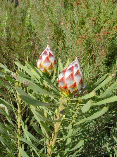 PROTEA SEEDS LEUCADENDRON RUBRUM - 5 PROTEA SEEDS