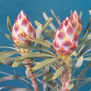 PROTEA SEEDS LEUCADENDRON RUBRUM - 5 PROTEA SEEDS