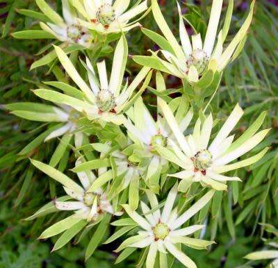 Protea Seeds Leucadendron Xanthoconus - 5 Protea Seeds