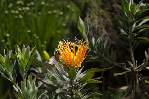 PROTEA SEEDS LEUCOSPERMUM FORMOSUM - 5 PROTEA SEEDS