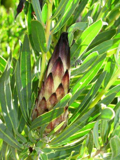 PROTEA SEEDS LONGIFOLIA - 5 PROTEA SEEDS