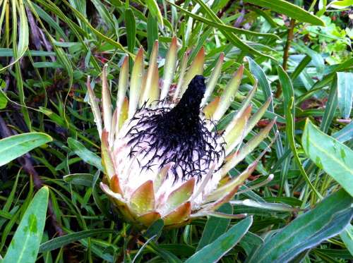 PROTEA SEEDS LONGIFOLIA - 5 PROTEA SEEDS