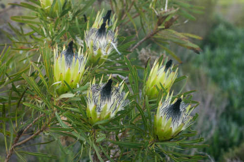 PROTEA SEEDS LONGIFOLIA - 5 PROTEA SEEDS
