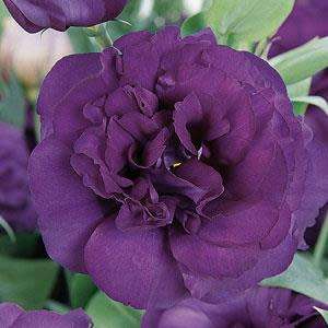 Lisianthus Seeds Abc Purple - 10 Lisianthus Seeds