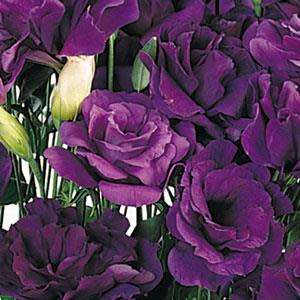 Lisianthus Seeds Abc Purple - 10 Lisianthus Seeds