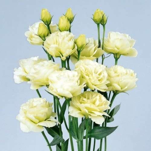 LISIANTHUS SEEDS ABC YELLOW - 10 LISIANTHUS SEEDS