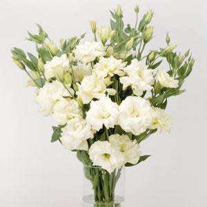 Lisianthus Seeds ABC White - 10 Lisianthus Seeds