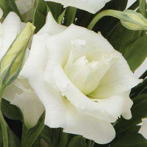 Lisianthus Seeds ABC White - 10 Lisianthus Seeds