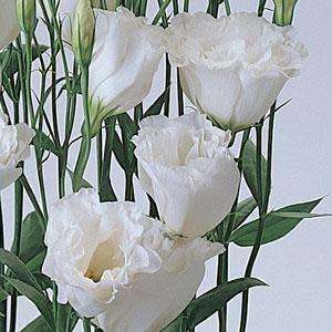 Lisianthus Seeds ABC White - 10 Lisianthus Seeds