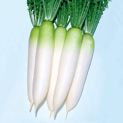 JAPANESE RADISH SEEDS DAIKON - 25 RADISH SEEDS