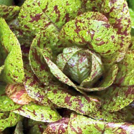 LETTUCE SEEDS FRECKLES - 50 LETTUCE SEEDS