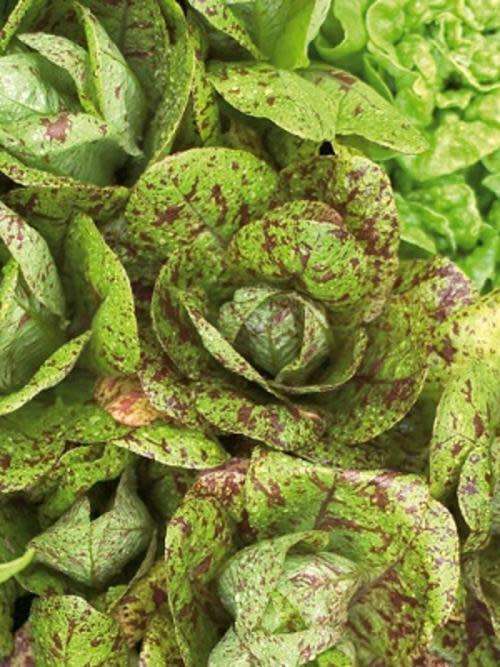 LETTUCE SEEDS FRECKLES - 50 LETTUCE SEEDS