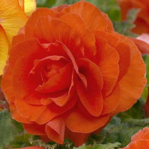 BEGONIA SEEDS ILLUMINATION APRICOT SHADES - 5 BEGONIA SEEDS