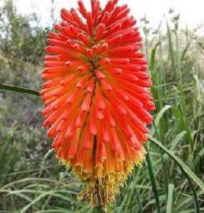 KNIPHOFIA SEEDS RED HOT POKER - 10 KNIPHOFIA SEEDS