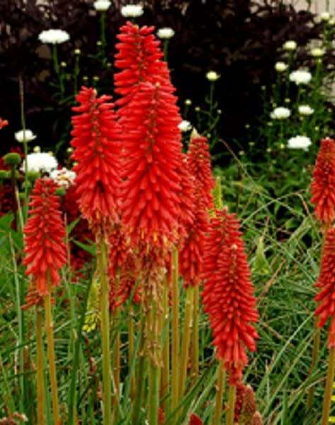 KNIPHOFIA SEEDS RED HOT POKER - 10 KNIPHOFIA SEEDS