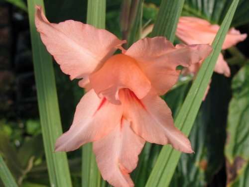 GLADIOLUS SEEDS SALMONEUS - 10 GLADIOLUS SEEDS