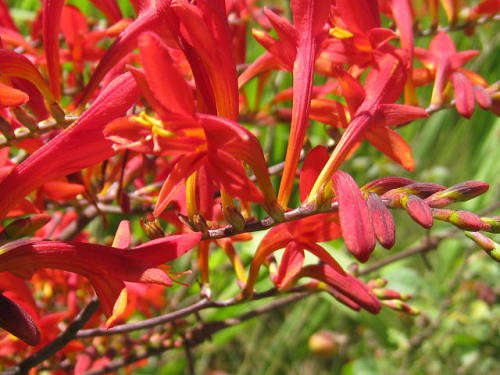 CROCOSMIA SEEDS PANICULATA - 10 CROCOSMIA SEEDS
