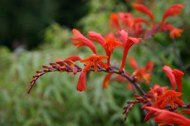 CROCOSMIA SEEDS PANICULATA - 10 CROCOSMIA SEEDS