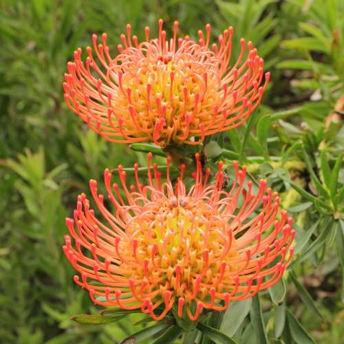PROTEA SEEDS PINCUSHION CATHERINAE - 5 PROTEA SEEDS