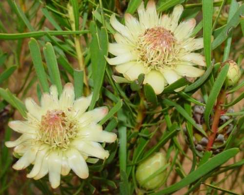 PROTEA SEEDS SCOLYMOCEPHALA - 5 PROTEA SEEDS