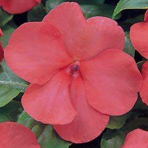 IMPATIENS SEEDS SUPER ELFIN SALMON - 10 IMPATIENS SEEDS