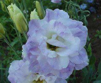 Lisianthus Seeds Abc Misty Blue - 10 Lisianthus Seeds