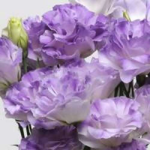 Lisianthus Seeds Abc Misty Blue - 10 Lisianthus Seeds
