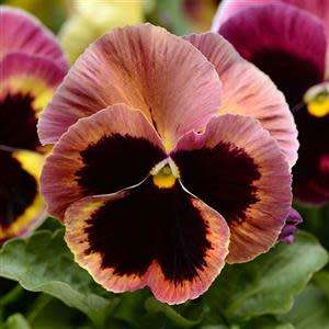 PANSY SEEDS PROMISE ANTIQUE SHADES - 10 PANSY SEEDS