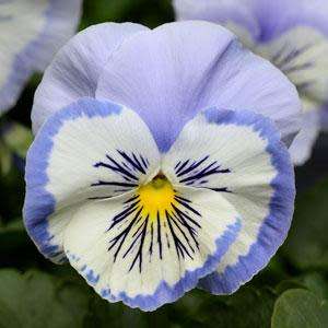 PANSY SEEDS PROMISE BLUE WHITE WHISKERS - 10 PANSY SEEDS